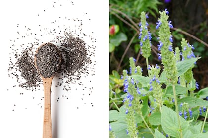 Semillas de chía y la salvia hispánica.
