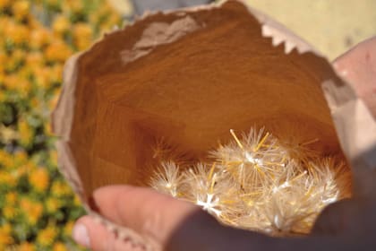 Semillas de chilladora (Chuquiraga sp.), una planta nativa de la Patagonia argentina.