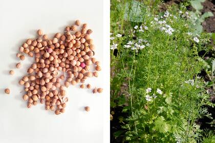 Semillas de cilantro (coriandro) y la planta.