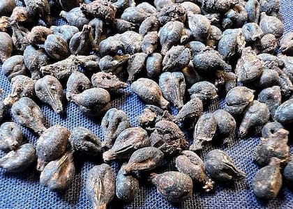 Semillas de uva encontradas en las tinajas, las cuales estaban en muy buen estado