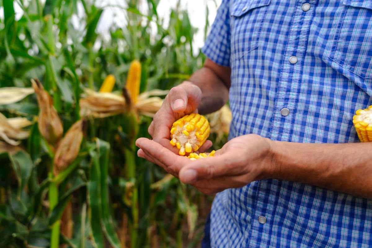 Semillas Illinois presentó su rebranding y nueva campaña comercial