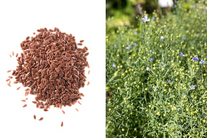 Semillas y planta de lino.