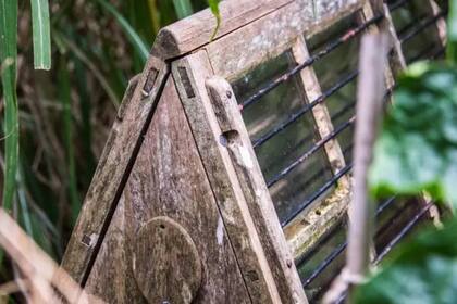 Sencillas pero eficaces: una caja de Ward de madera aquí entre un exuberante follaje