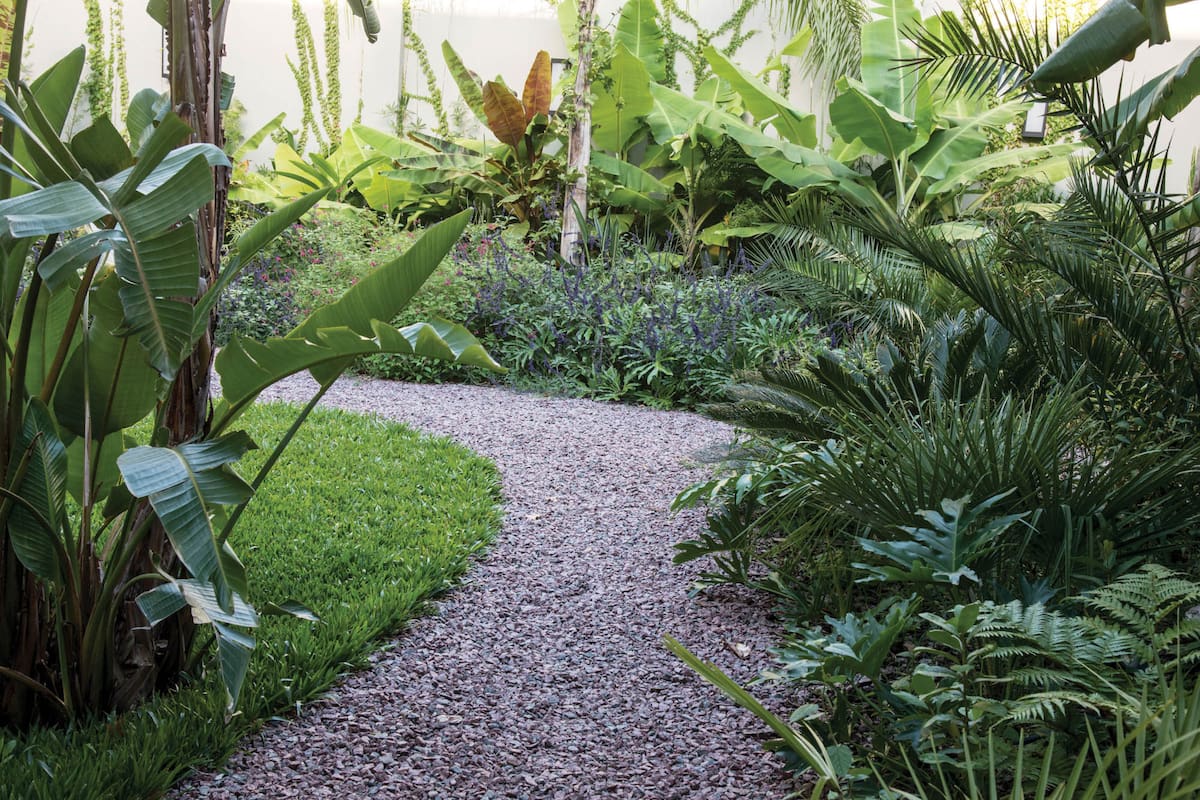 Sendero de granza curvo entre plantas de estilo tropical, herbáceas y helechos.