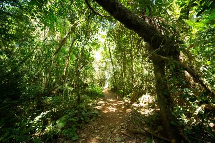 Senderos selváticos para caminar y descubrir la flora y fauna en el Parque Provincial Moconá