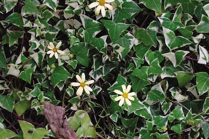 Senecio macroglossus. Una suculenta que, en realidad, se parece más a la hiedra.