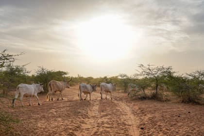 Senegal registra 17 muertes en raro brote de fiebre del Valle del Rift