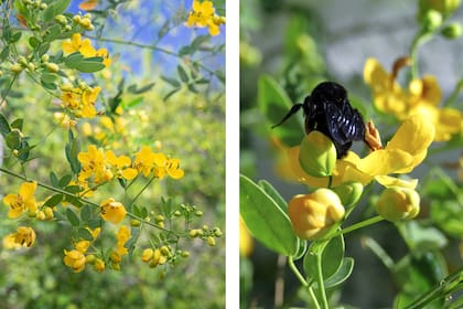 Senna corymbosa o sen de campo atrae abejorros y sus hojas sirven de alimento a varias especies de larvas de mariposas