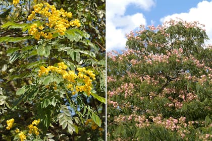 Senna spectabilis (izquierda) y Albizia julibrissin o acacia de Constantinopla (derecha).
