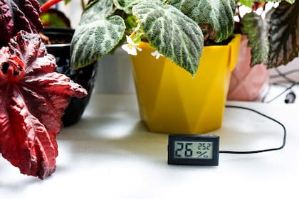 Sensores de temperatura y humedad para facilitar el cuidado de las plantas de interior