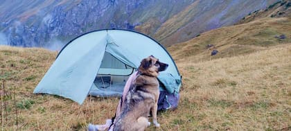 “Sentí algo que caminaba alrededor de la carpa. Así que miré afuera y vi un perro".