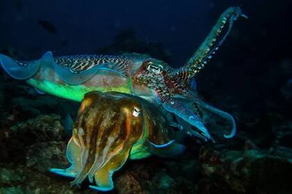 Sepias gigantes australianas apareándose