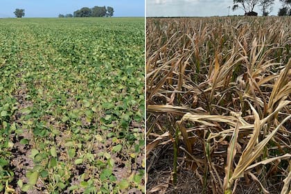 La soja y el maíz sufrieron un duro golpe por la sequía
