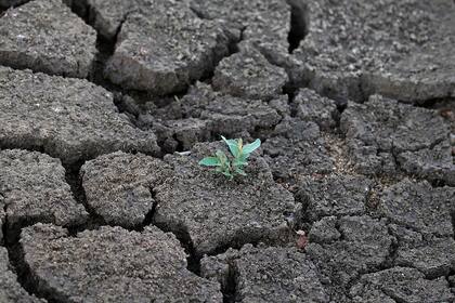 Sequía del estanque de las Landas en Lussat, Francia por la ola de calor que azota Europa