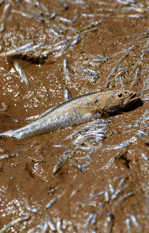 Dead and dying fish rest in a small pool of water cut off from the main body of water as water levels continue to recede at the Lake Oroville reservoir during the California drought emergency on May 24, 2021 in Oroville, California. - Summer has not even begun and Lake Oroville, the second-largest reservoir in California that provides drinking water to more than 25 million people, is at less than half of its average capacity at this time of year.
It is a worrying indication of the worsening drought conditions in the northern part of the Golden State. (Photo by Patrick T. FALLON / AFP)