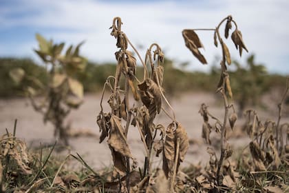 Sequía en la cosecha de soja en Pergamino
