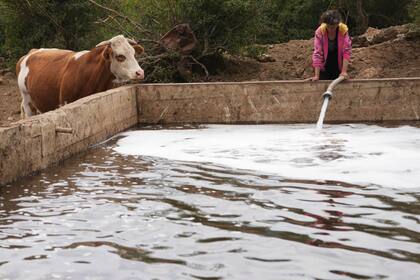 Sequía en Serbia obliga a llevar agua de emergencia para ganado y caballos
