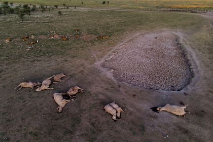 En Pozo Borrado, cerca de Tostado, Santa Fe, es crítica la situación por la sequía