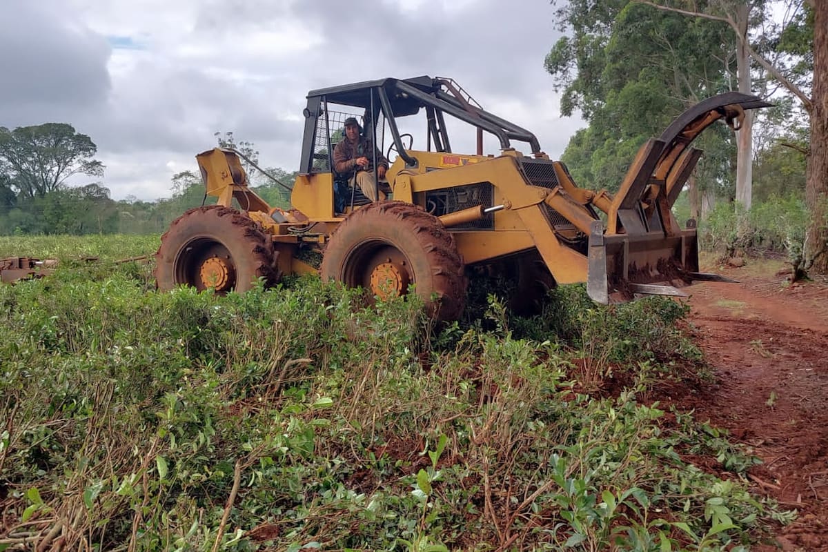Sergio Paul pasó de ser un prestador de servicios de cosecha de este tradicional cultivo a dedicarse a sacar teales y preparar los suelos para la yerba mate que está en ascenso