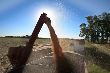En la exportación de granos alertan que podrían verse afectados operadores de hace años sin plantas propias