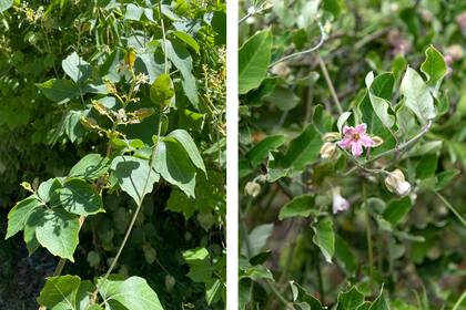 Serjania meridionalis y Araujia sericifera