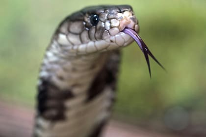 Las serpientes se ven atraídas por jardines descuidados, acumulación de escombros y la presencia de roedores o ranas