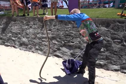 Una serpiente marrón oriental, considerada una de las más peligrosas del mundo, apareció en una concurrida playa de Australia y fue capturada cerca de un sector de atracciones para niños