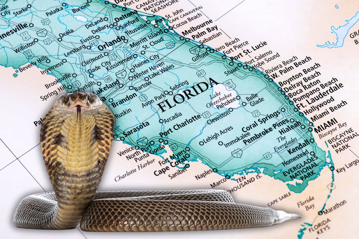 Serpientes florida