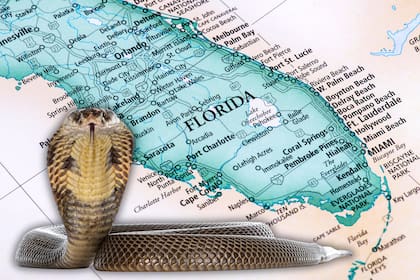 Serpientes florida