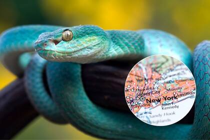 Serpientes en Nueva York
