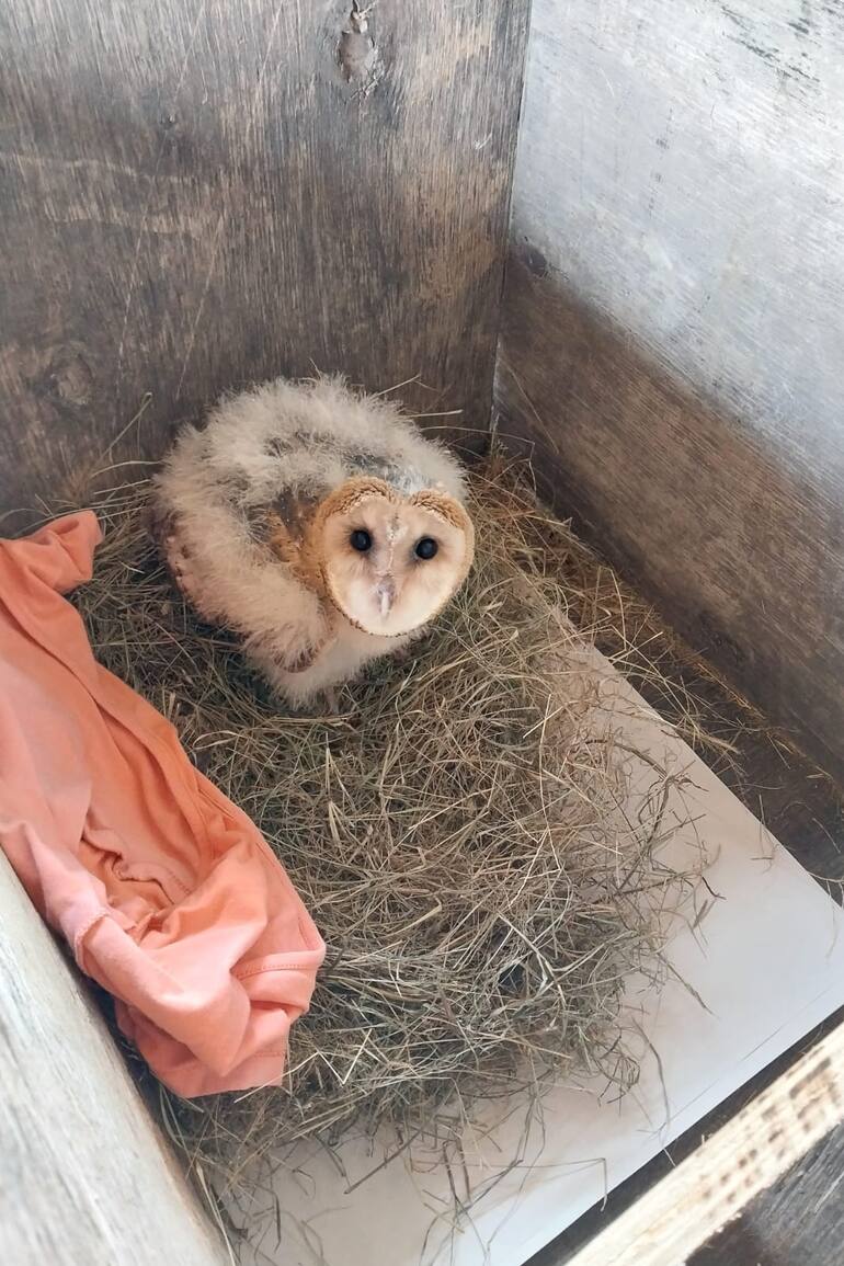 Sesenta días después de su rescate, Palmira comenzó a perder el plumón de pichón.