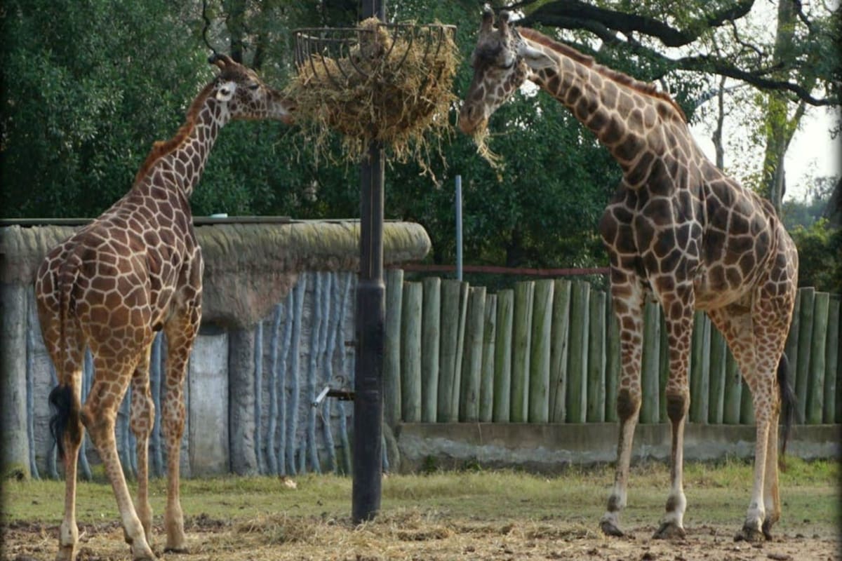 Shaki, a la derecha, junto a su cría, Ciro, en el recinto que habitaba en el Ecoparque porteño