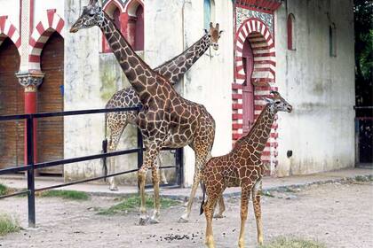 Shaki, siempre cerca de su cría, era la jirafa del ecoparque que murió ayer