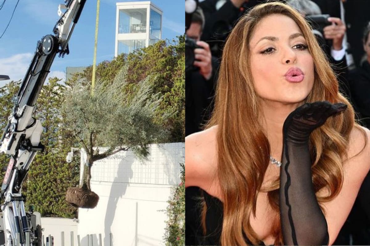 Shakira se mudó a Miami y muchos pensaban que quería llevarse un árbol a su nueva casa