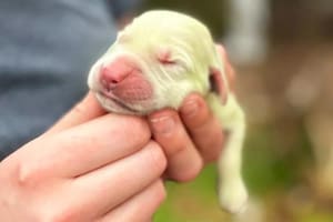 Shamrock, la perrita que nació de color verde y se hizo viral