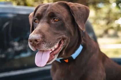 Shazam es un collar con IA para perros, que interpreta sus emociones