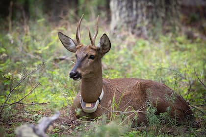 Shehuen es el primer huemul nacido en la Estación de Rehabilitación y Recría de Huemules Shoonem