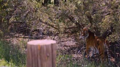 Shelby, una de las tigresas, disfruta de su hábitat en el santuario de Estados Unidos