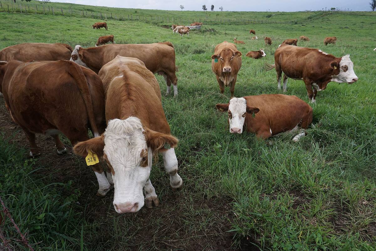 shepherd of herd cows in a farm