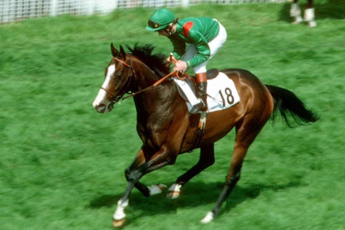 Shergar, uno de los grandes campeones de la hípica británica; ganó seis de sus ocho carreras y llegó a tener apenas una generación de crías