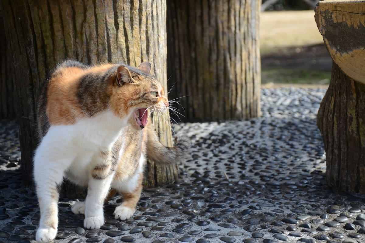 Si bien a veces parecen ariscos, estos animales se acercan a las personas