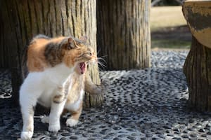 Si bien a veces parecen ariscos, estos animales se acercan a las personas