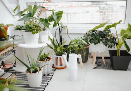 Si bien algunas plantas son más resistentes que otras, la clave para garantizar su durabilidad a lo largo del tiempo radica en su habilidad para sobrevivir en diversas condiciones de iluminación y en su capacidad para adaptarse.