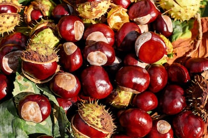 Si bien el castaño de indias no es comestible, sus hojas y cortezas se utilizan para hacer tés que alivian el dolor de las hemorroides