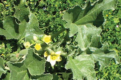 Si bien el cultivo del melón (Cucumis melo) se destina fundamentalmente para alimentación humana, sus semillas
tienen valor oleaginoso. Se consumen comúnmente en África y de ellas se puede obtener aceite, tanto para uso comestible como para iluminación.