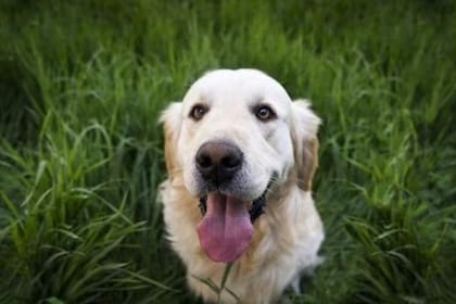 Si bien el pasto es inofensivo para tu perro, es necesario asegurarse de que no contenga pesticidas que puedan envenenarlo (Foto: Pixabay).