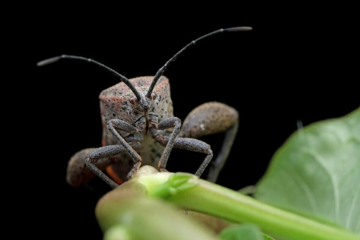 Si bien en muchos países puede resultar extraño, los seres humanos llevamos insectos comiendo desde hace miles de años y en muchas partes del mundo la práctica es común