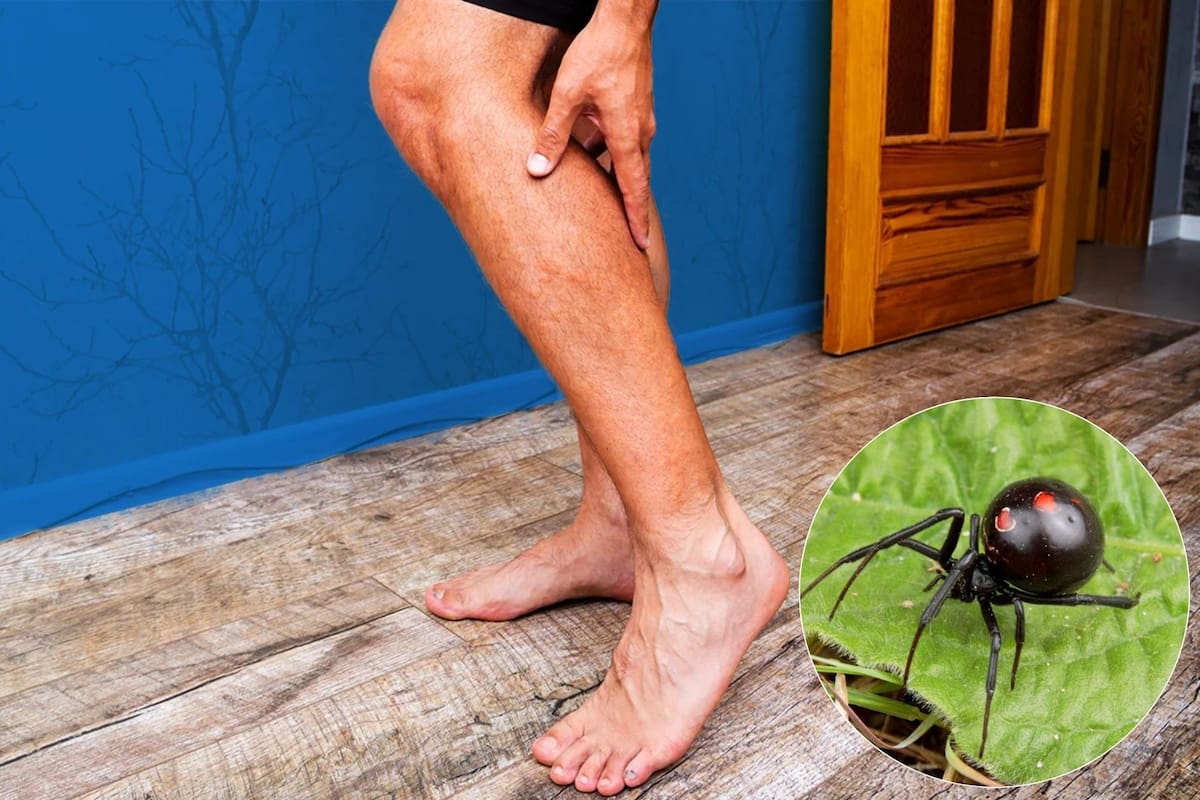 Si bien estas arañas no son agresivas por naturaleza y solo muerden cuando se sienten amenazadas (Nationalgeographic/Canva)