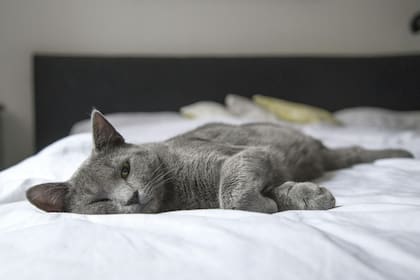 Si bien hay muchas veces en las que los gatos no duermen sobre sus dueños, la elección de estar cerca de ellos es una clara muestra de cariño