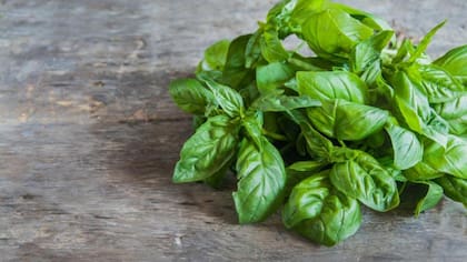 Si bien la albahaca se suele relacionar con la gastronomía, su penetrante fragancia confunde y ahuyenta a las polillas